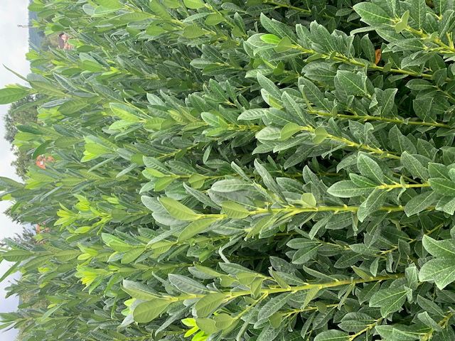 Babérmeggy, holland nemesítés